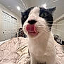 animal, bed, bedroom, black_and_white, blanket, cat, close_up, curious, cute, domestic, door, feline, fur, home, indoor, pet, playful, soft_lighting, tongue_out, whiskers