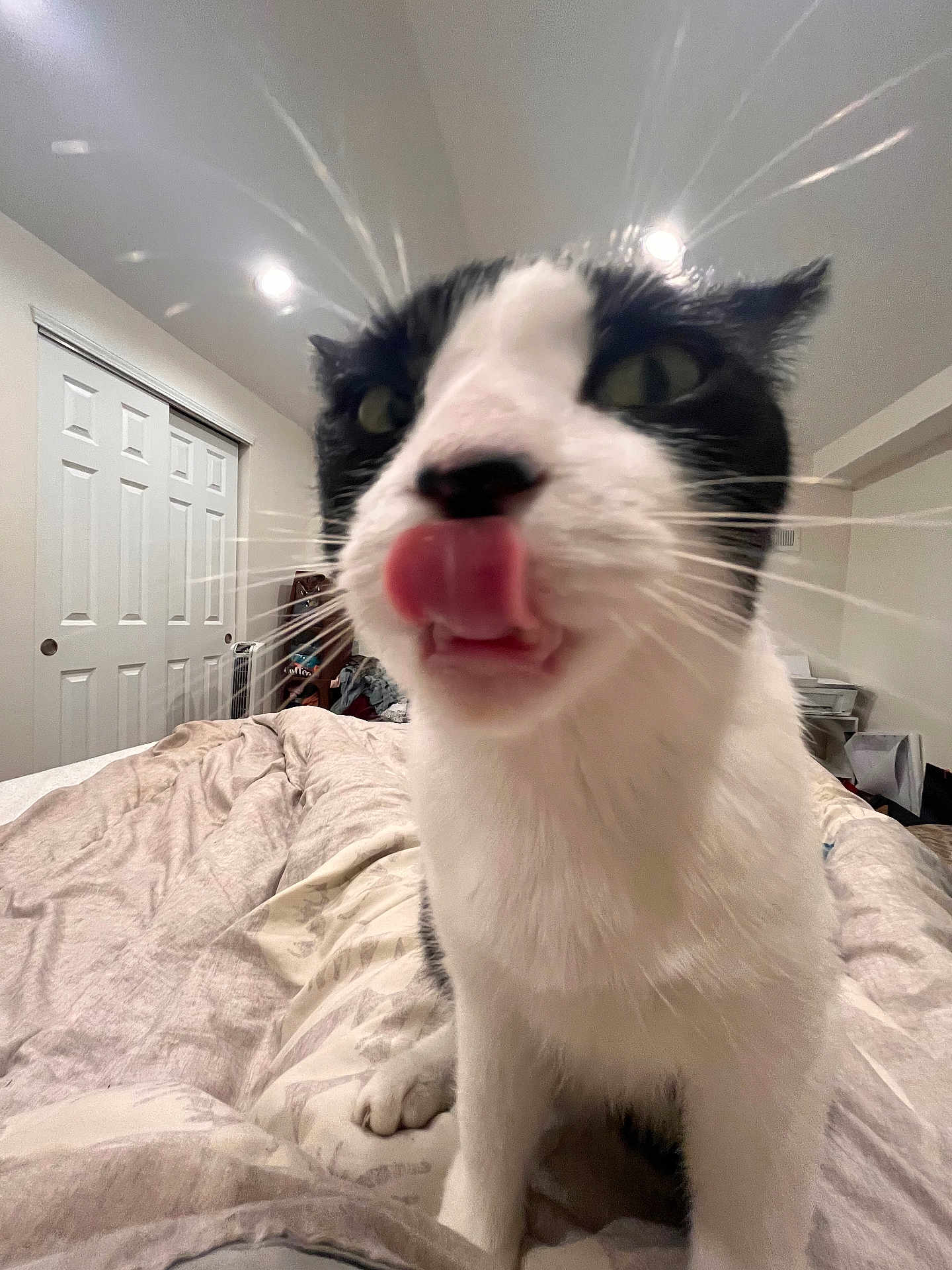 Miss -Meow A Lot joined the competition — help win amazing prizes! animal, bed, bedroom, black_and_white, blanket, cat, close_up, curious, cute, domestic, door, feline, fur, home, indoor, pet, playful, soft_lighting, tongue_out, whiskers