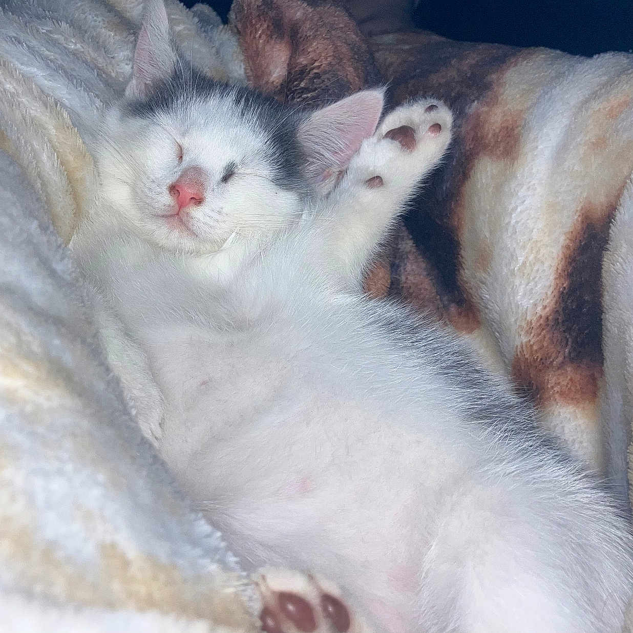 Daisy Mae is registered to the contest to win money with this photo: abyssinian, angora, animal, blanket, cat, electronics, ferret, hardware, kitten, manx, person, pet, quilt, siamese, sleeping, white