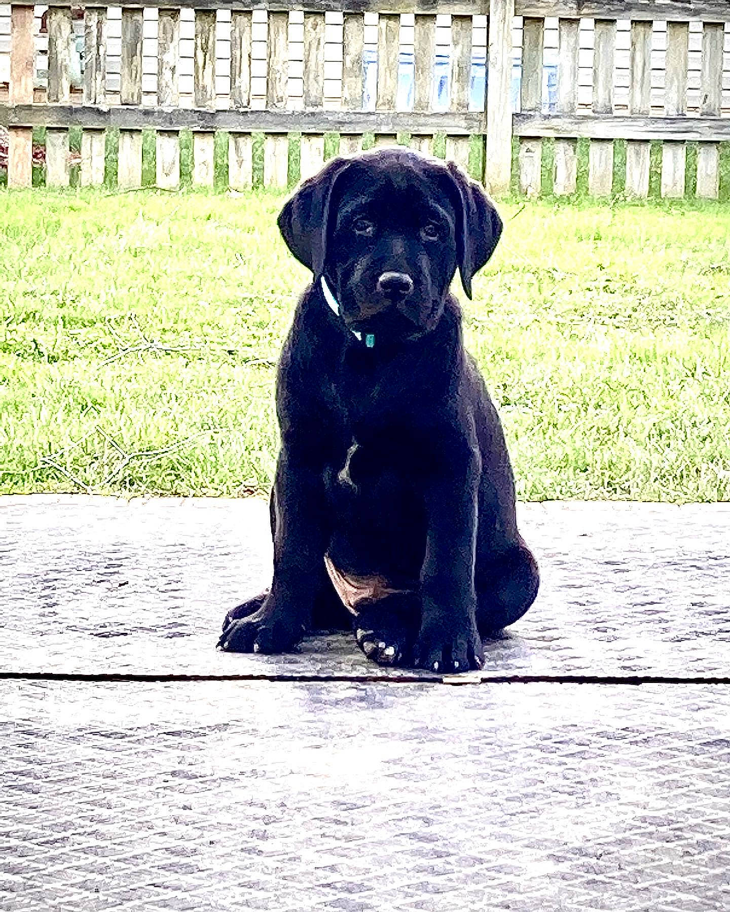 Jagger joined the competition — help win amazing prizes! borador, canidae, carnivore, companion_dog, dog, dog_breed, dog_collar, fawn, fence, grass, gun_dog, pet_supply, plant, snout, sporting_group, tail, terrestrial_animal, tree, whiskers, working_animal