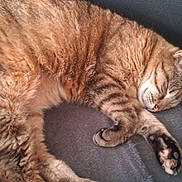 Glue a rejoint le concours — aidez-le/la à gagner de superbes lots ! cat, tabby_cat, sleeping, pet, feline, indoor, blanket, fur, paw, whiskers, relaxation, closeup, animal, domestic_animal, resting, cute, soft, cozy, household, nap