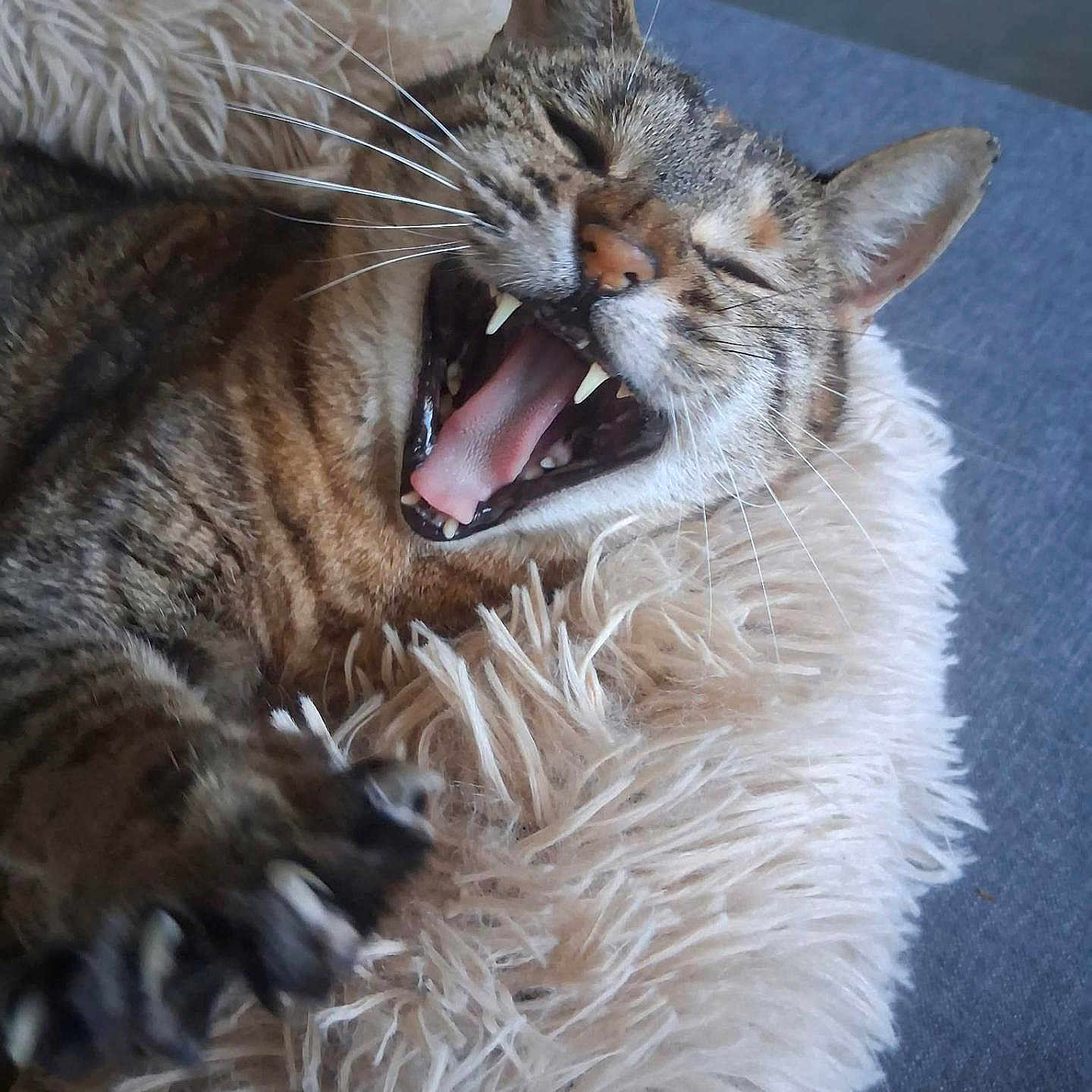 Glue a rejoint le concours — aidez-le/la à gagner de superbes lots ! animal, beige, cat, claws, close_up, cute, ears, fluffy_cushion, fur, indoor, paw, pet, relaxed, resting, sleepy, tabby, teeth, tongue, whiskers, yawning
