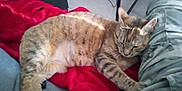 Glue a rejoint le concours — aidez-le/la à gagner de superbes lots ! animal, camo_pants, cat, close_up, cozy, domestic_cat, feline, fur, indoor, nap, paw, pet, red_blanket, relaxing, resting, sleeping, striped, sunlight, tabby, whiskers