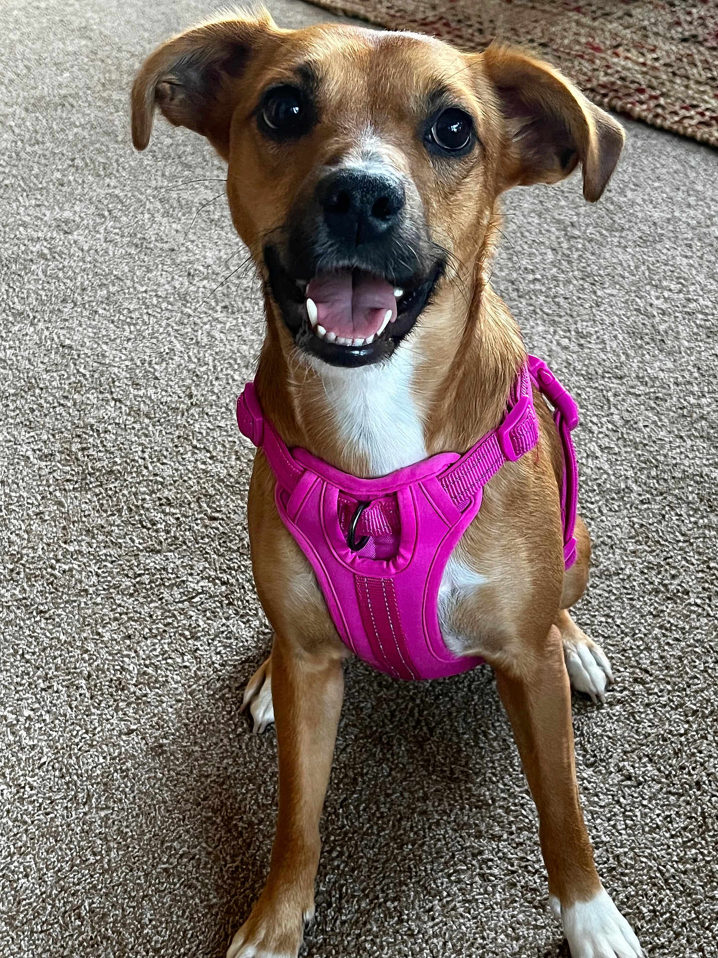 Myra