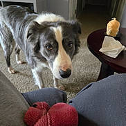 Ozzy joined the competition — help win amazing prizes! dog, border_collie, pet, indoor, living_room, carpet, coffee_table, plush_toy, stuffed_animal, toy, dog_face, nose, eyes, looking_up, begging, human_leg, pants, television, candle, table