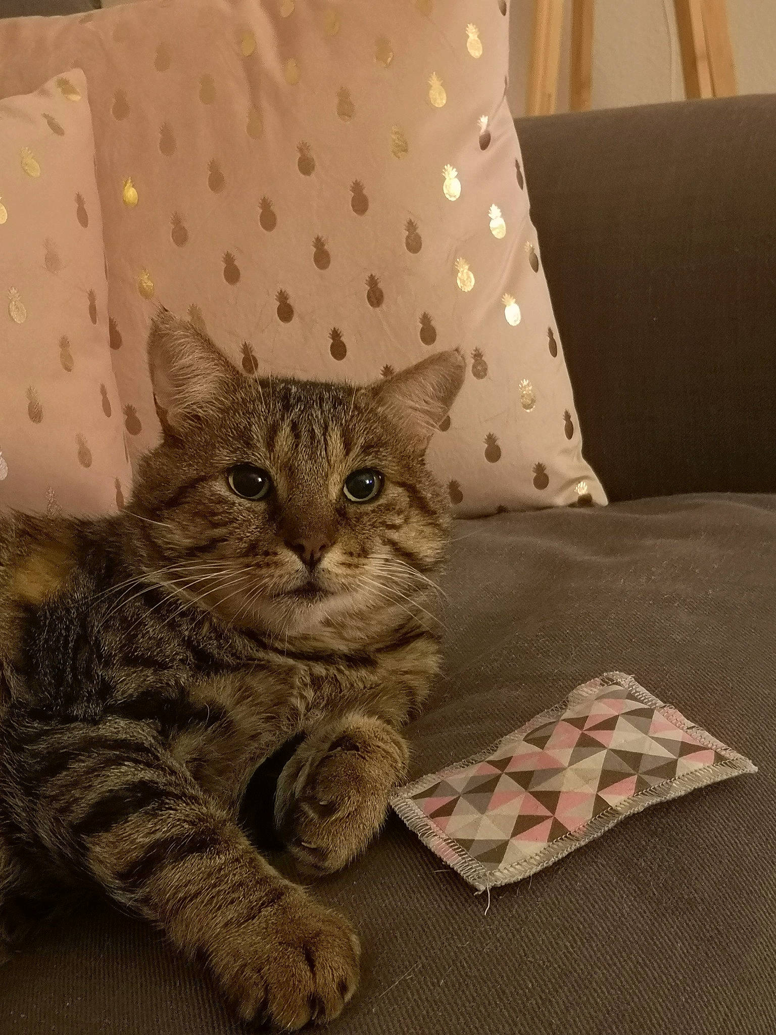 Gandhi participe au concours pour gagner de l'argent avec cette photo : american_shorthair, asian, bed_sheet, california_spangled, carnivore, cat, domestic_short_haired_cat, european_shorthair, felidae, fur, kitten, linens, ocicat, pillow, pixie_bob, room, small_to_medium_sized_cats, tabby_cat, textile, whiskers