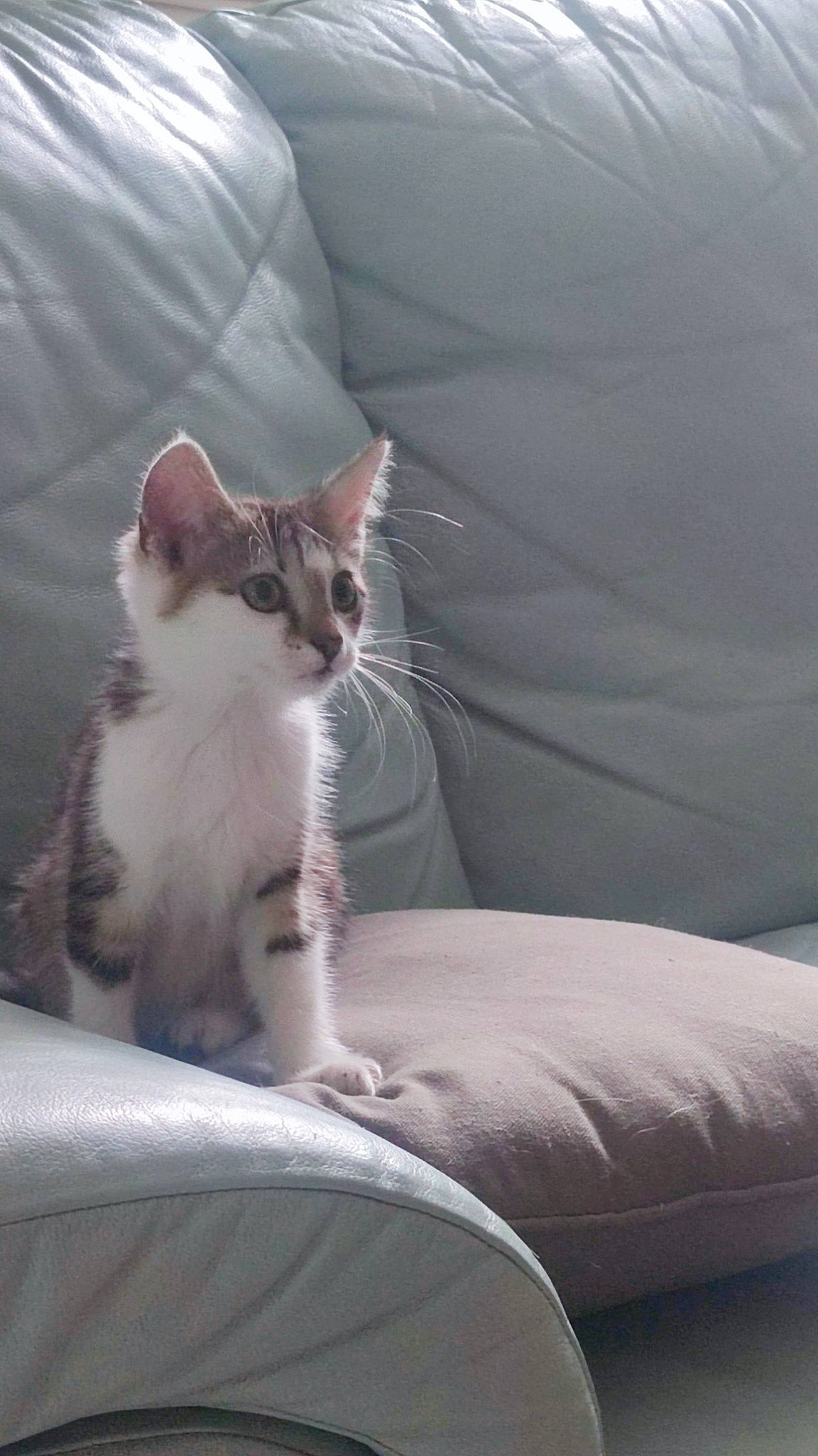 Coton participe au concours pour gagner de l'argent avec cette photo : bedding, carnivore, cat, comfort, couch, domestic_short_haired_cat, door, felidae, fur, grey, human_leg, linens, paw, sitting, small_to_medium_sized_cats, snout, tail, terrestrial_animal, whiskers