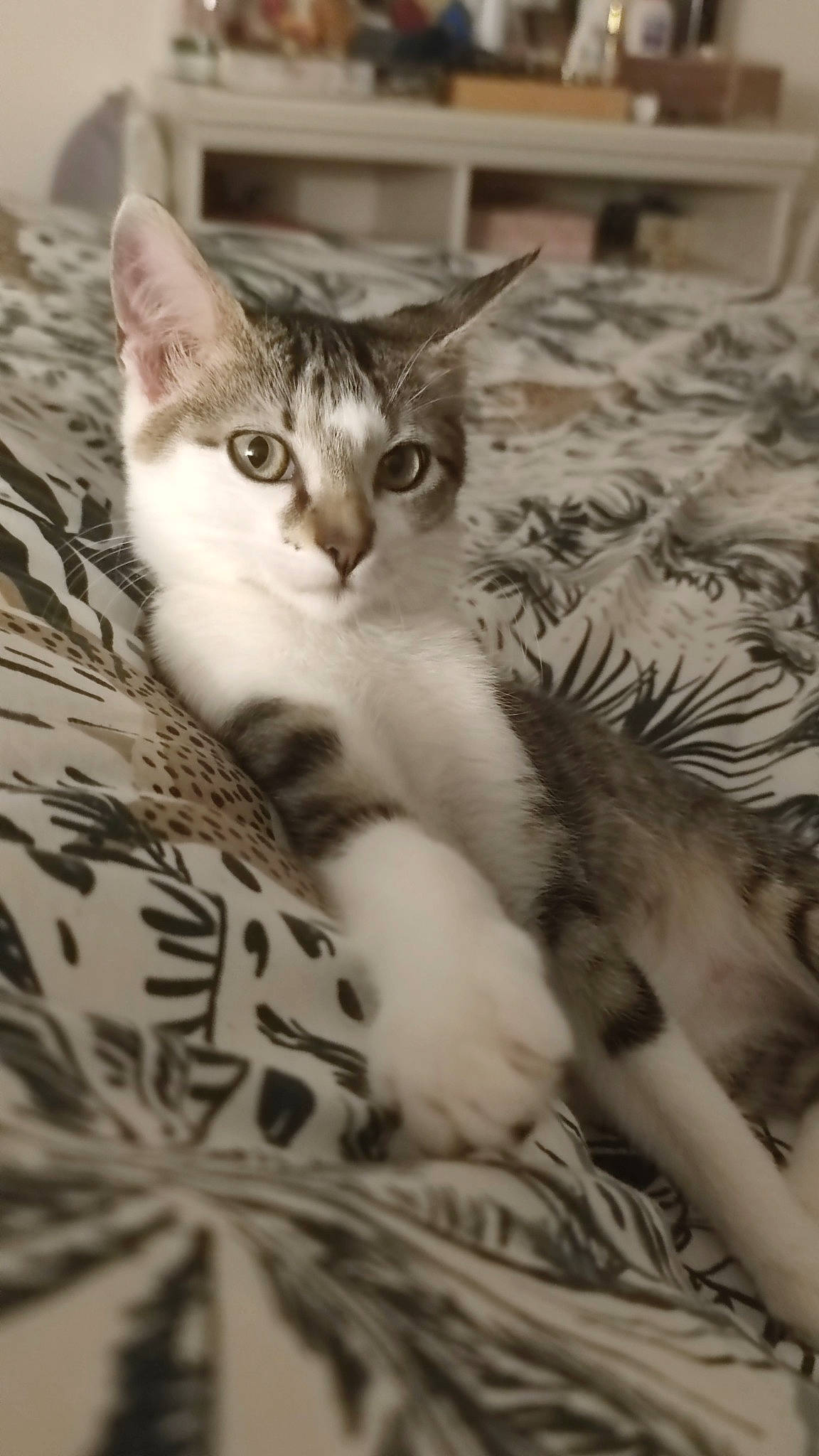 Coton a rejoint le concours — aidez-le/la à gagner de superbes lots ! carnivore, cat, claw, comfort, domestic_short_haired_cat, eye, felidae, fur, paw, sitting, small_to_medium_sized_cats, snout, terrestrial_animal, whiskers