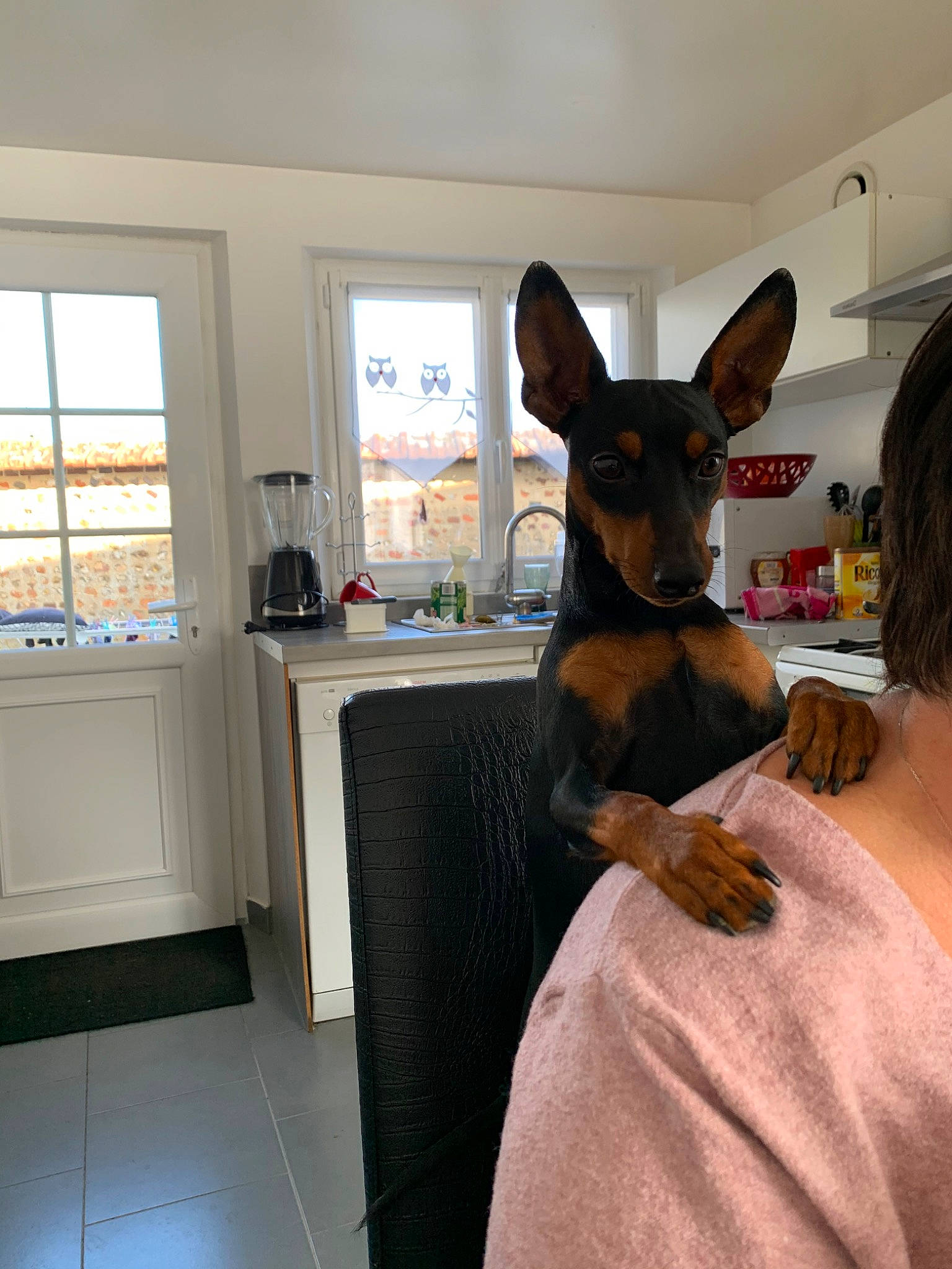 Ozzie participe au concours pour gagner de l'argent avec cette photo : canidae, carnivore, companion_dog, dog, dog_breed, ear, english_toy_terrier, german_pinscher, guard_dog, interior_design, mammal, manchester_terrier, miniature_pinscher, prazsky_krysarik, room, russkiy_toy, toy_dog, toy_fox_terrier, toy_manchester_terrier, vertebrate