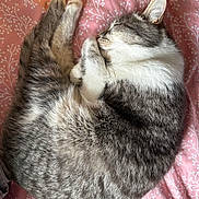 Mallow participe au concours pour gagner de l'argent avec cette photo : cat, sleeping, curled_up, gray, white, fur, pet, animal, cozy, blanket, pink, floral_pattern, resting, cute, domestic_cat, whiskers, ears, paw, indoor, relaxation
