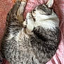 cat, sleeping, curled_up, gray, white, fur, pet, animal, cozy, blanket, pink, floral_pattern, resting, cute, domestic_cat, whiskers, ears, paw, indoor, relaxation