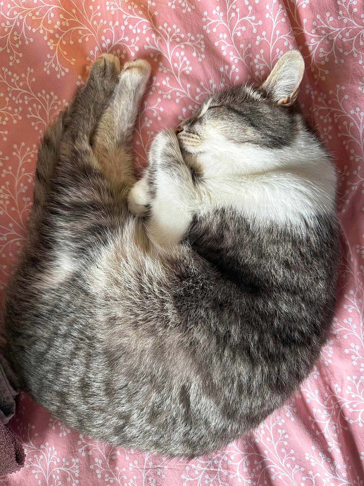Mallow participe au concours pour gagner de l'argent avec cette photo : cat, sleeping, curled_up, gray, white, fur, pet, animal, cozy, blanket, pink, floral_pattern, resting, cute, domestic_cat, whiskers, ears, paw, indoor, relaxation