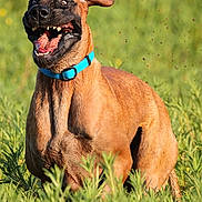 Balto a rejoint le concours — aidez-le/la à gagner de superbes lots ! dog, canine, pet, animal, grass, outdoor, nature, tongue, teeth, ears, collar, brown_fur, playful, happy, running, field, sunlight, summer, close_up, expression