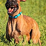 dog, canine, pet, animal, grass, outdoor, nature, tongue, teeth, ears, collar, brown_fur, playful, happy, running, field, sunlight, summer, close_up, expression