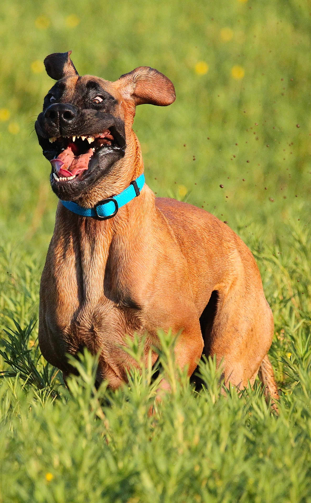 Balto a rejoint le concours — aidez-le/la à gagner de superbes lots ! dog, canine, pet, animal, grass, outdoor, nature, tongue, teeth, ears, collar, brown_fur, playful, happy, running, field, sunlight, summer, close_up, expression