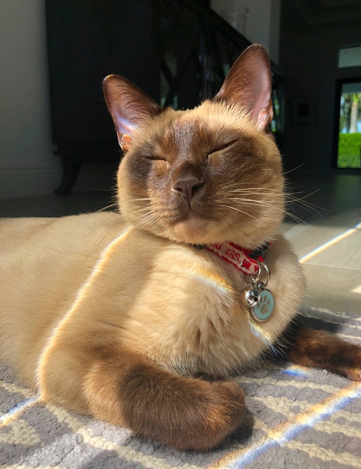 Oliver joined the competition — help win amazing prizes! carnivore, cat, claw, curious, domestic_short_haired_cat, fawn, felidae, flooring, foot, fur, iris, paw, siamese, sitting, small_to_medium_sized_cats, snout, tail, terrestrial_animal, thai, whiskers
