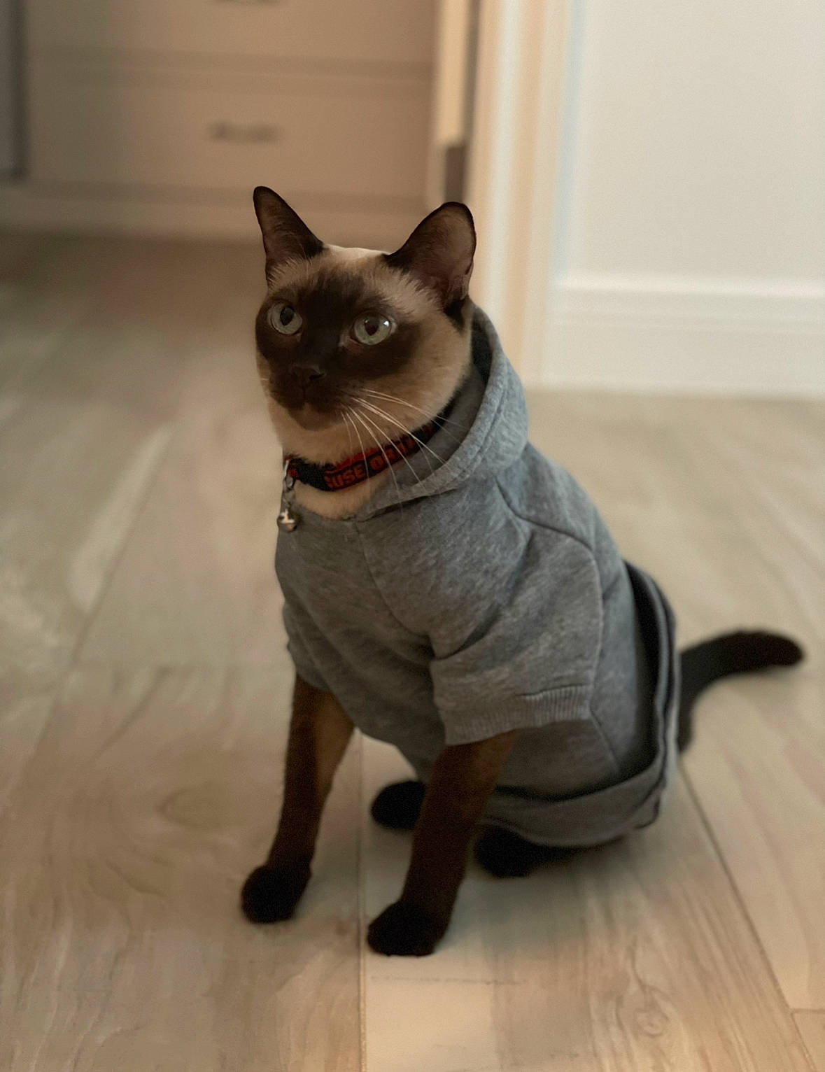 Oliver is registered to the contest to win money with this photo: art, carnivore, cat, dog_breed, domestic_short_haired_cat, fawn, felidae, flooring, fur, grey, hardwood, siamese, small_to_medium_sized_cats, snout, tail, terrestrial_animal, thai, toy, whiskers, wood