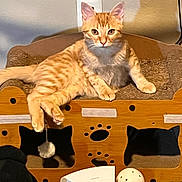 Lukas joined the competition — help win amazing prizes! cat, orange_tabby, pet, lounge, scratcher, toy, ball, indoor, furniture, paw, relaxed, carpet, shadow, wall_outlet, cute, animal, fur, whiskers, ears, playful