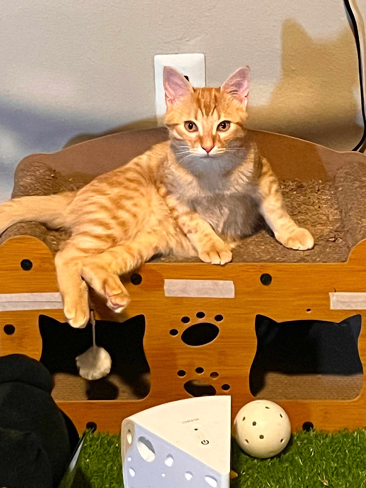 Lukas joined the competition — help win amazing prizes! cat, orange_tabby, pet, lounge, scratcher, toy, ball, indoor, furniture, paw, relaxed, carpet, shadow, wall_outlet, cute, animal, fur, whiskers, ears, playful
