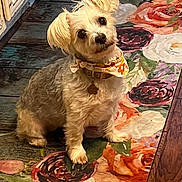 Lacey is registered to the contest to win money with this photo: adorable, bandana, collar, colorful, cute, dog, floral_rug, fluffy, groomed, head_tilt, home, indoors, long_ears, looking_at_camera, memory_photo, pet, portrait, sitting, small_dog, wood_floor