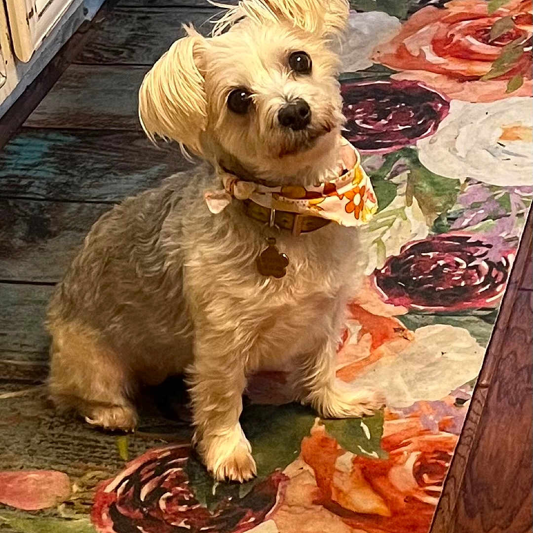 Lacey