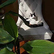Cookie joined the competition — help win amazing prizes! cat, calico_cat, chair, white_chair, plant, green_leaves, sunlight, shadow, indoor, wooden_floor, relaxing, furniture, pet, cozy, domestic, leaf, nature, home, animal, resting