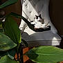 cat, calico_cat, chair, white_chair, plant, green_leaves, sunlight, shadow, indoor, wooden_floor, relaxing, furniture, pet, cozy, domestic, leaf, nature, home, animal, resting