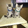 blue_collar, cat, cat_tree, collars, eyes, fur, furniture, green_collar, indoor, kitten, pair_of_kittens, paws, pet, picture_frame, portrait, scratching_post, sitting, tabby, wall, whiskers
