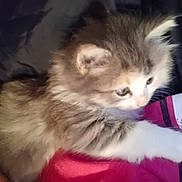 Libby is registered to the contest to win money with this photo: kitten, cat, furry, pet, animal, cute, resting, curious, soft, white, gray, paw, young, indoor, closeup, face, feline, cozy, comfort, sleepy