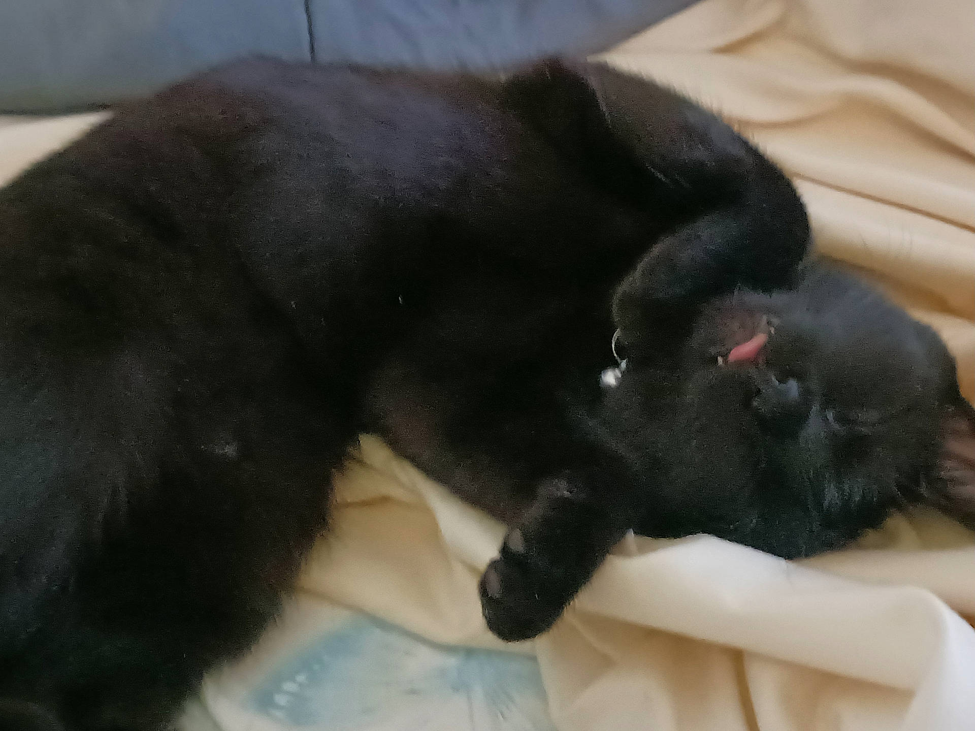 animal, black_cat, blanket, cat, companion, cozy, cute, cute_pet, domestic_animal, feline, fur, indoor, paw, pet, relaxed, resting, sleeping, soft, tongue_out, whiskers