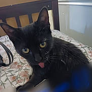 Bella is registered to the contest to win money with this photo: animal_face, bed, bedspread, black_cat, cat, close_up, curious, domestic_animal, feline, floral_pattern, fur, headboard, home, indoor, pet, playful, resting, tongue_out, whiskers, yellow_eyes