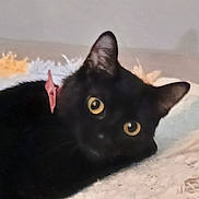 Bella is registered to the contest to win money with this photo: animal, black_cat, cat, close_up, cozy, curious, cute, domestic_cat, ears, fabric, feline, fur, indoor, looking, lying_down, pet, resting, soft_texture, whiskers, yellow_eyes