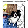 dog, bed, blanket, curtain, pillow, indoor, small_dog, black_and_white, pet, toy, line_drawing, split_image, animal, furniture, sleeping_area, home, companion, cute, blur, mixed_media