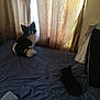 Loki joined the competition — help win amazing prizes! dog, cat, bed, curtains, window, indoor, pet, blue_bedspread, black_and_white_dog, black_cat, furniture, cozy, daylight, resting, animal, domestic, companion, quiet, relaxed, home