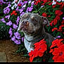 animal, canine, chain_collar, closeup, colorful, cute, dog, flora, flower, garden, greenery, nature, outdoor, peaceful, pet, portrait, purple_flower, red_flower, sitting, white_flower