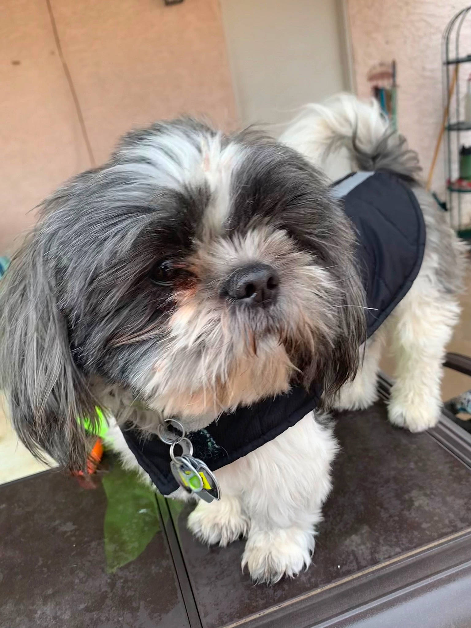 Toby joined the competition — help win amazing prizes! canidae, carnivore, companion_dog, dog, dog_breed, fur, liver, mal_shi, maltepoo, non_sporting_group, shih_poo, shih_tzu, small_terrier, snout, sporting_group, terrestrial_animal, terrier, toy_dog, working_animal