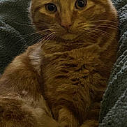 Chibi joined the competition — help win amazing prizes! cat, ginger_cat, tabby, pet, feline, whiskers, fur, ears, eyes, nose, paws, blanket, texture, indoor, close_up, relaxed, cute, animal, mammal, resting