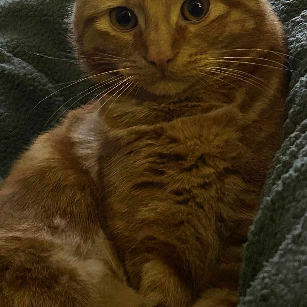 Chibi joined the competition — help win amazing prizes! animal, blanket, cat, close_up, cute, ears, eyes, feline, fur, ginger_cat, indoor, mammal, nose, paws, pet, relaxed, resting, tabby, texture, whiskers