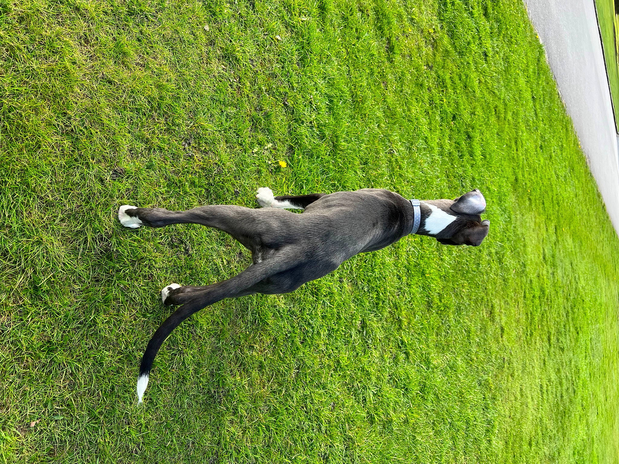 Calli joined the competition — help win amazing prizes! art, canidae, carnivore, companion_dog, dog, dog_breed, grass, grass_family, grassland, lawn, leisure, meadow, people_in_nature, plant, recreation, sculpture, sporting_group, tail, tree, trunk