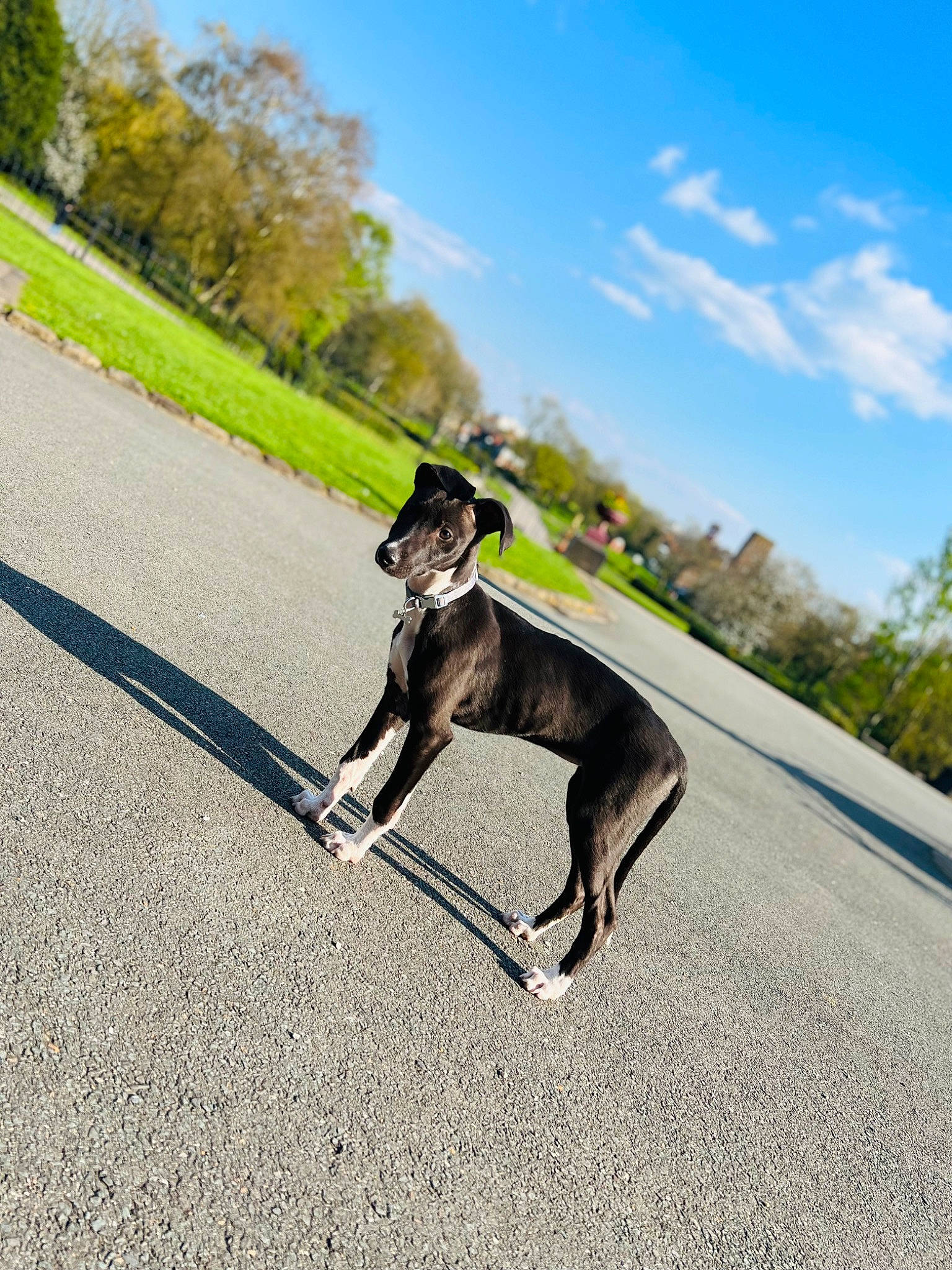 Calli joined the competition — help win amazing prizes! asphalt, carnivore, cloud, collar, companion_dog, dog, dog_breed, dog_collar, dog_sports, fawn, leash, pet_supply, plant, road, road_surface, sky, snout, tail, tree, working_animal