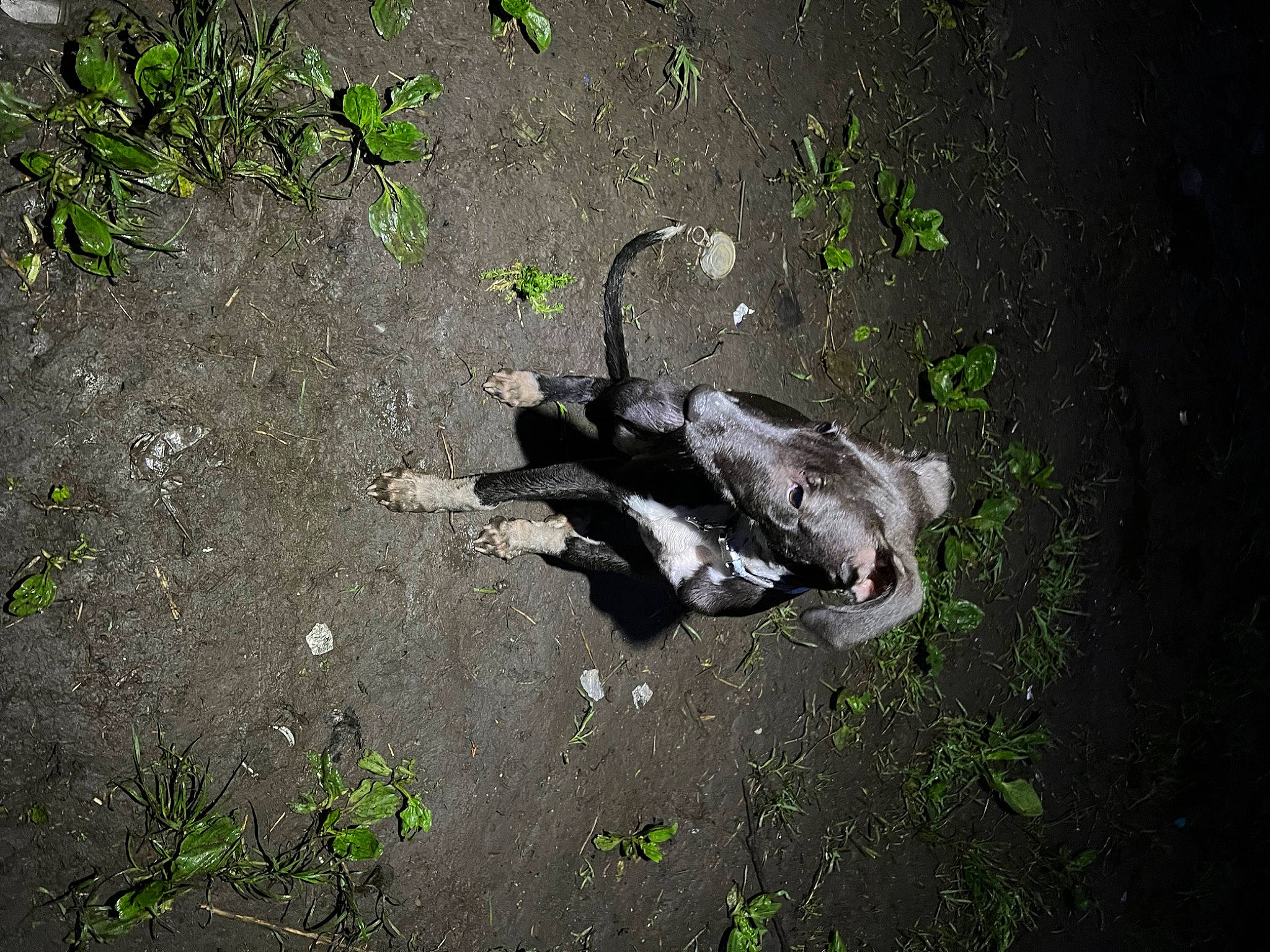 Calli joined the competition — help win amazing prizes! asphalt, canidae, carnivore, dog, dog_breed, grass, road_surface, shadow, sidewalk, soil, sporting_group, street_dog, tail, tar, tints_and_shades, water, water_bird