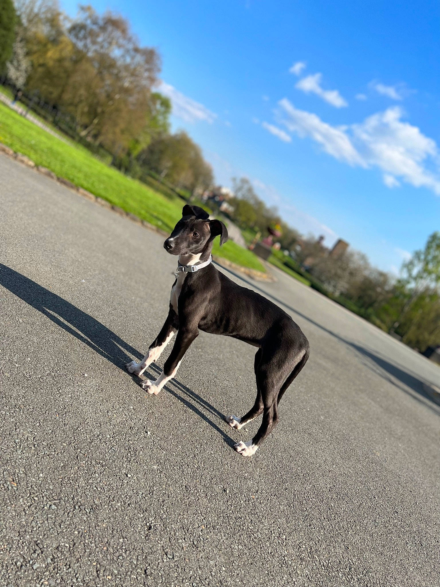 Calli joined the competition — help win amazing prizes! asphalt, carnivore, cloud, collar, companion_dog, dog, dog_breed, dog_collar, fawn, leash, pet_supply, plant, rampur_greyhound, road_surface, sighthound, sky, snout, sporting_group, tail, tree