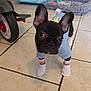 Bruno is registered to the contest to win money with this photo: dog, puppy, french_bulldog, clothing, socks, rainbow_stripes, tile_floor, pet_bed, pet_crate, indoor, toy, tricycle_wheel, curious, black_dog, small_dog, young_dog, pet, animal, cute, looking