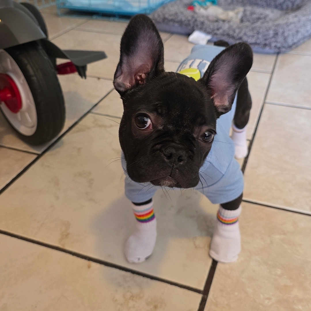 Bruno is registered to the contest to win money with this photo: animal, black_dog, clothing, curious, cute, dog, french_bulldog, indoor, looking, pet, pet_bed, pet_crate, puppy, rainbow_stripes, small_dog, socks, tile_floor, toy, tricycle_wheel, young_dog