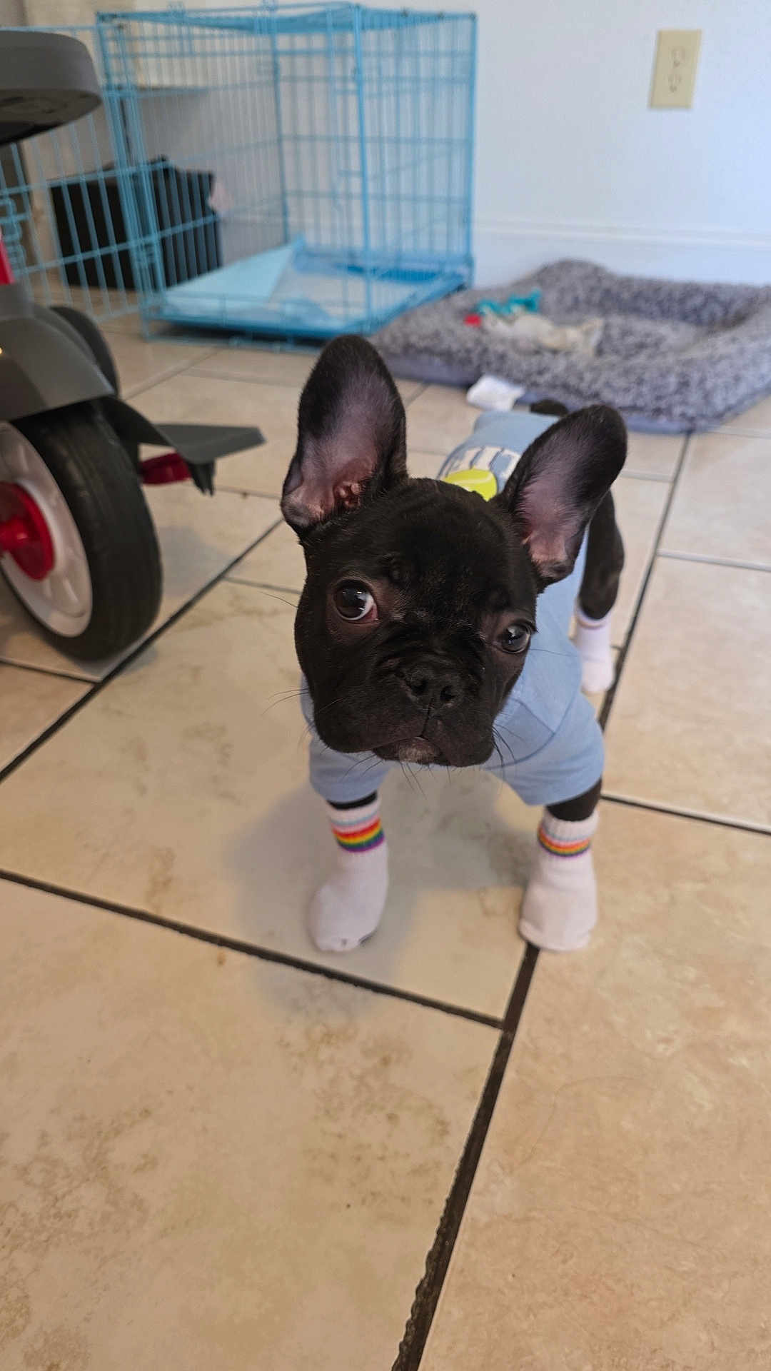 Bruno