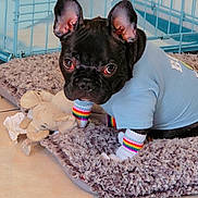 Bruno joined the competition — help win amazing prizes! dog, french_bulldog, puppy, indoor, pet_crate, plush_toy, tiled_floor, clothing, socks, rainbow, mat, cute, pet, animal, black_dog, toy, floor, resting, pet_accessory, cozy