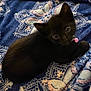 kitten, black_cat, pet, animal, feline, cute, collar, pink_bell, blanket, patterned_blanket, cozy, resting, lying_down, indoor, small, young, fur, whiskers, ears, eyes