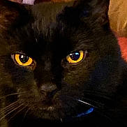 Sebastian is registered to the contest to win money with this photo: cat, black_cat, close_up, yellow_eyes, whiskers, indoor, pet, feline, face, animal, fur, portrait, domestic_animal, cute, looking, muzzle, ears, nose, eye_contact, cozy