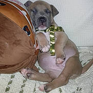 Chance is registered to the contest to win money with this photo: puppy, dog, sleeping, blanket, cushion, indoors, pet, cute, young, fur, paws, collar, resting, canine, domestic_animal, mammal, comfort, relaxed, closeup, animal