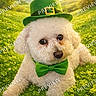 dog, white_dog, green_hat, green_bow_tie, clover_field, outdoor, sunny, grass, cute, pet, portrait, fluffy, small_dog, festive, holiday, leprechaun_costume, nature, animal, summer, adorable